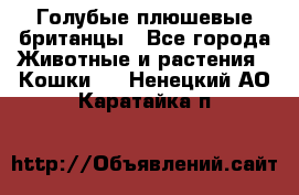 Голубые плюшевые британцы - Все города Животные и растения » Кошки   . Ненецкий АО,Каратайка п.